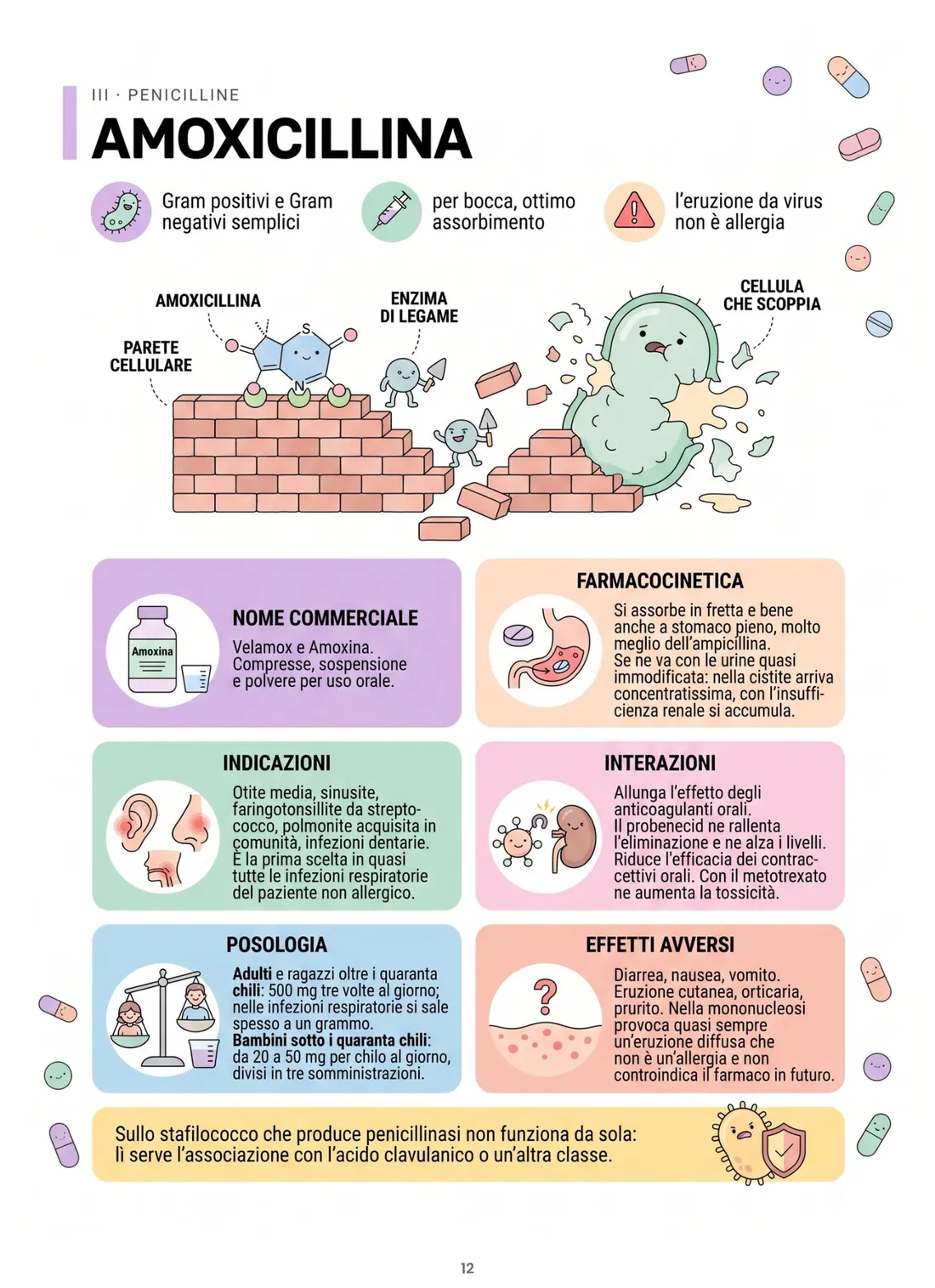 Scheda farmaco: amoxicillina