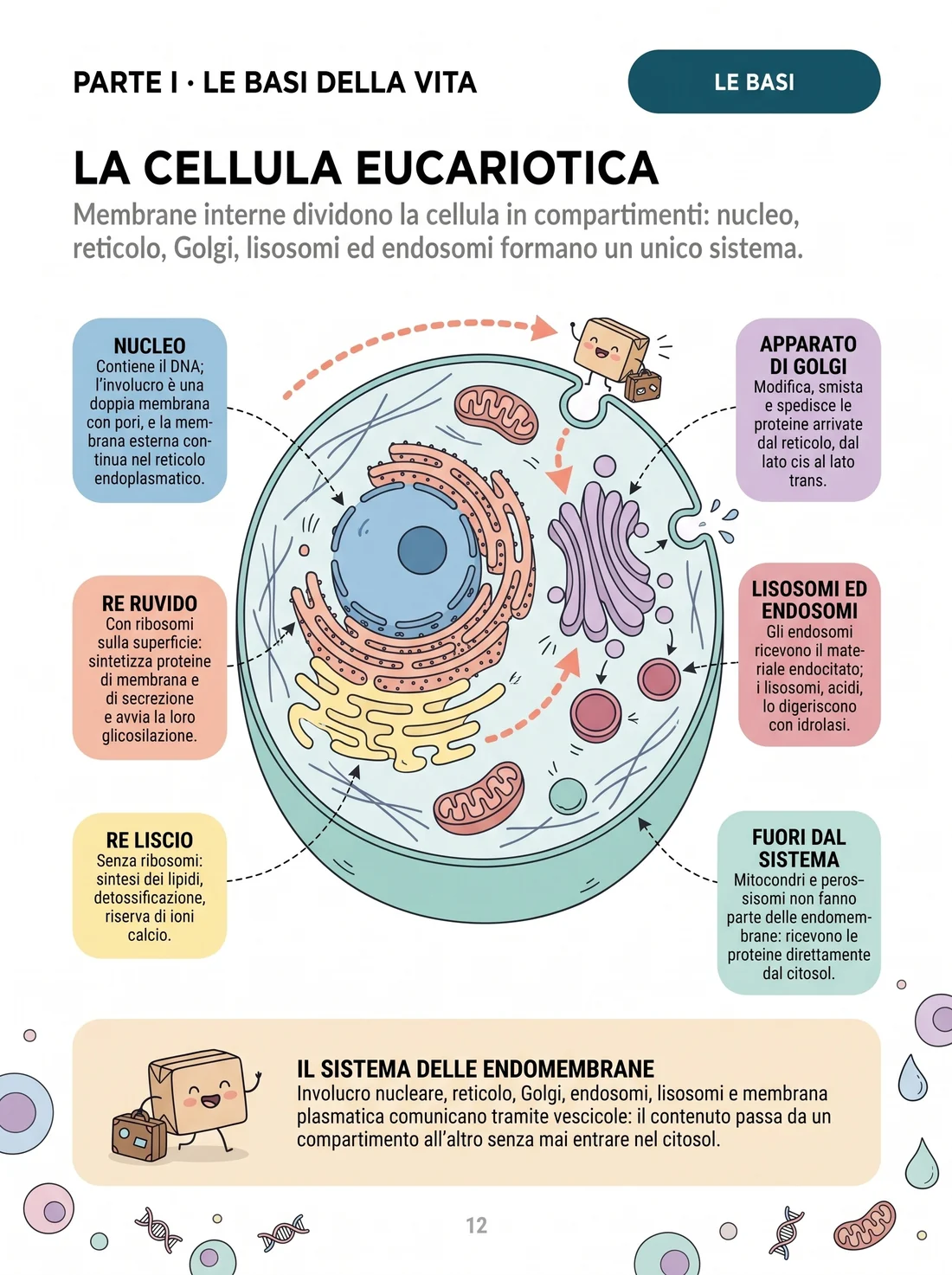 La cellula eucariotica