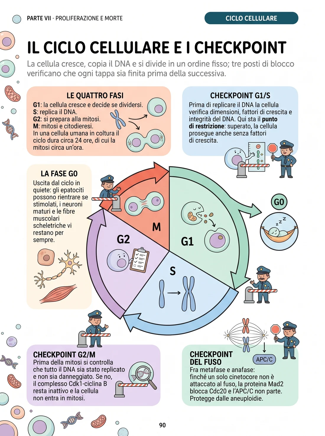 Il ciclo cellulare e i checkpoint