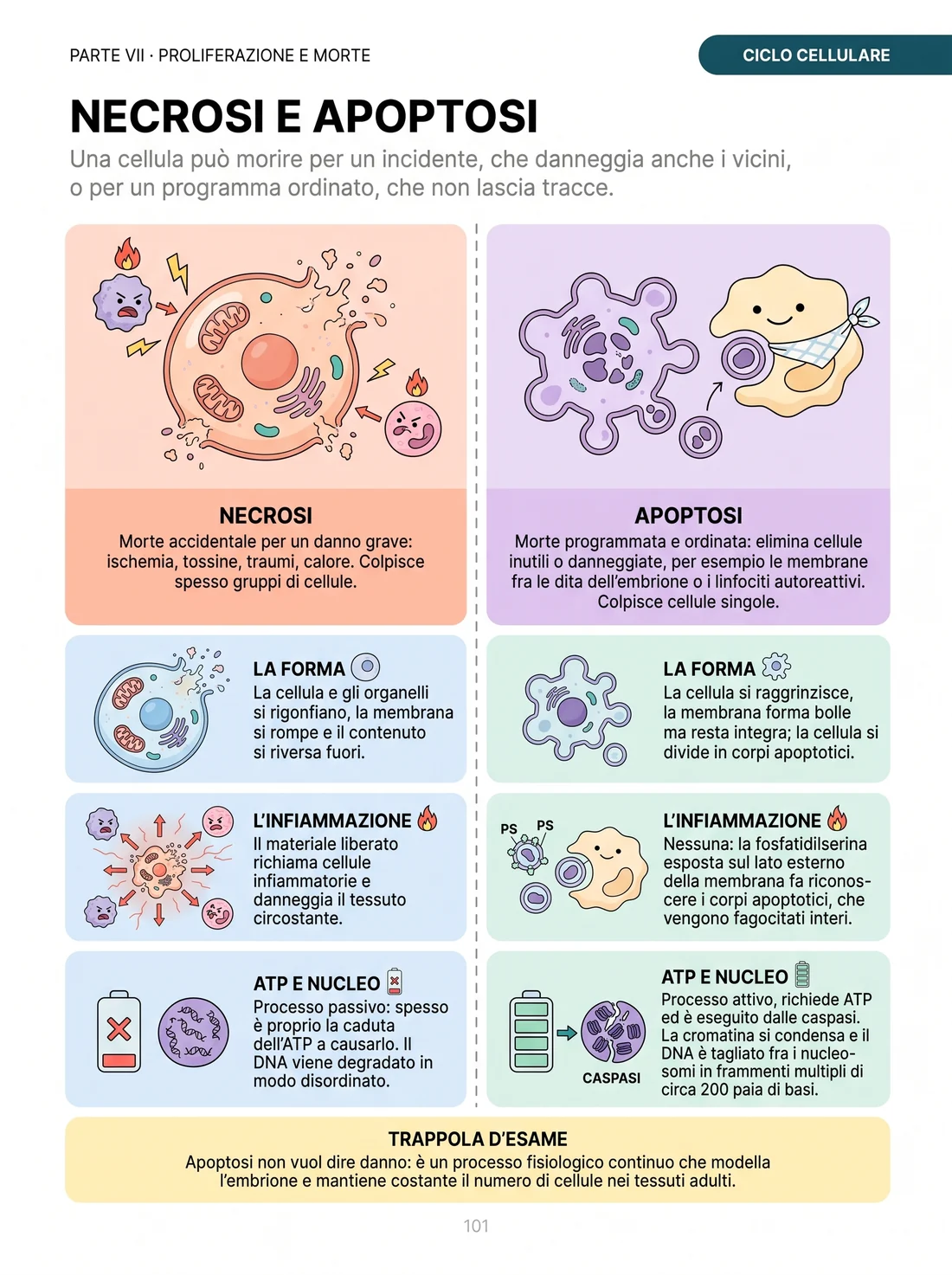 Necrosi e apoptosi