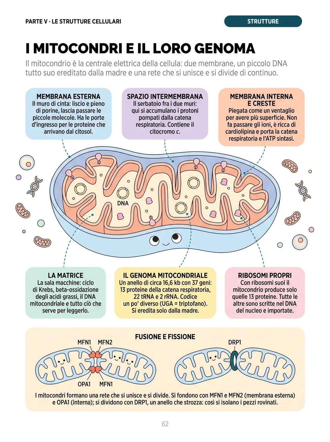 Una pagina di Biologia Illustrata: il mitocondrio spiegato come una centrale elettrica