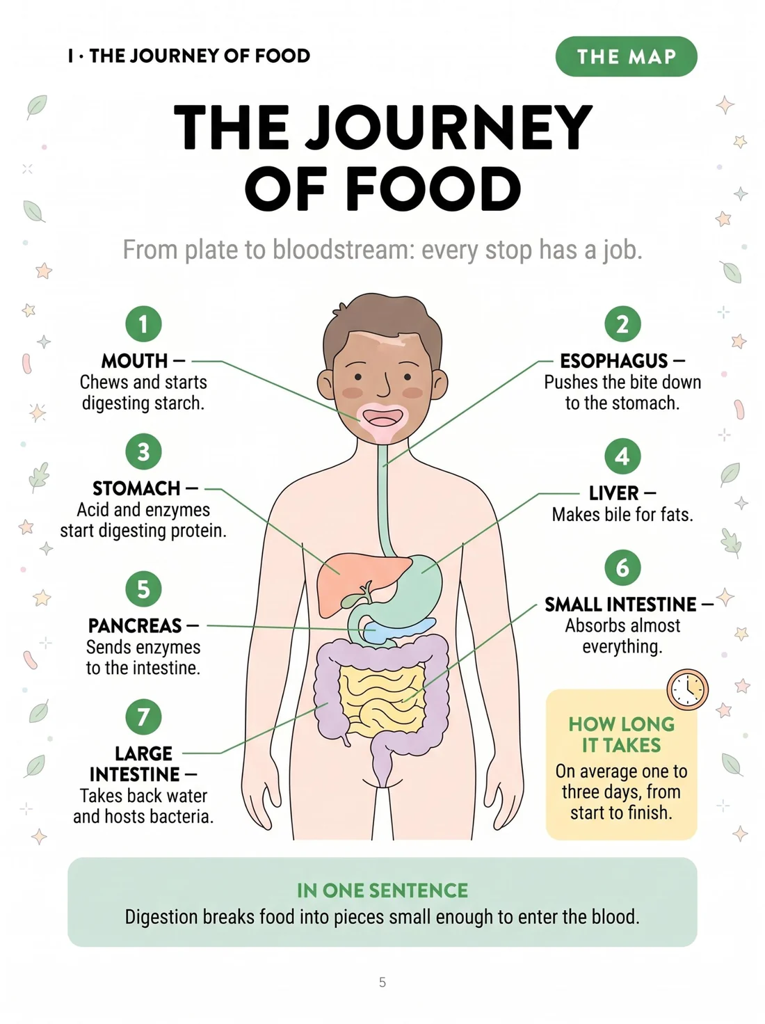 The journey of food