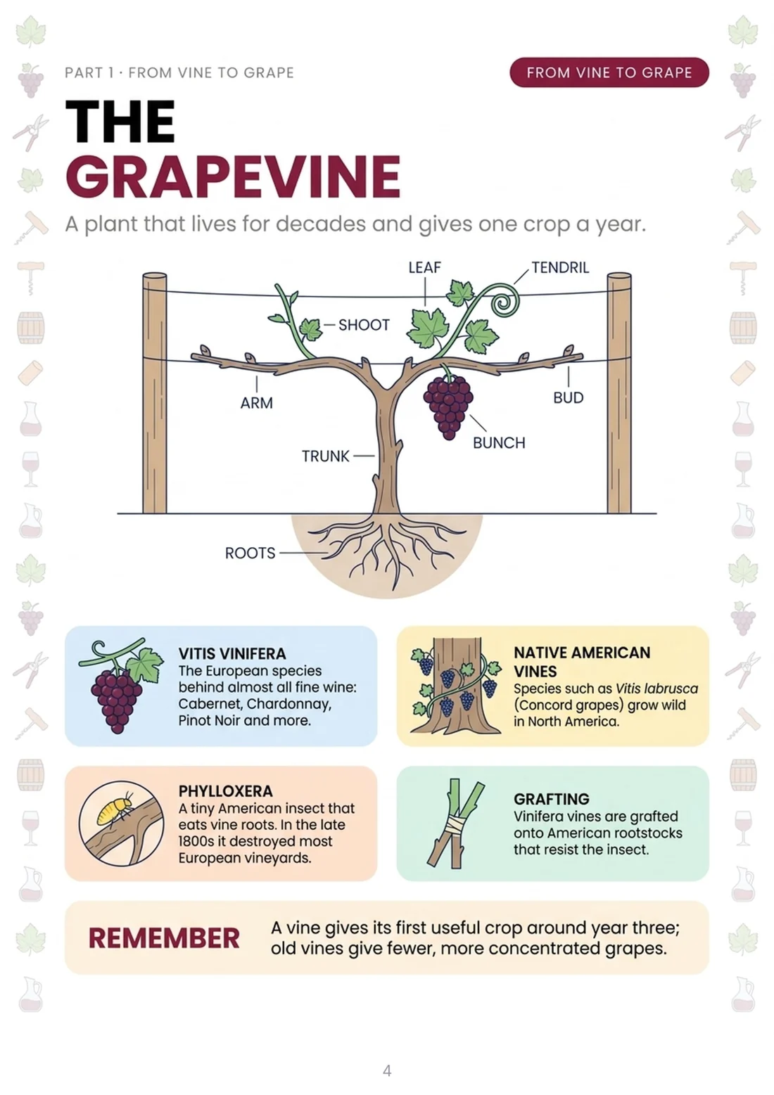 The grapevine