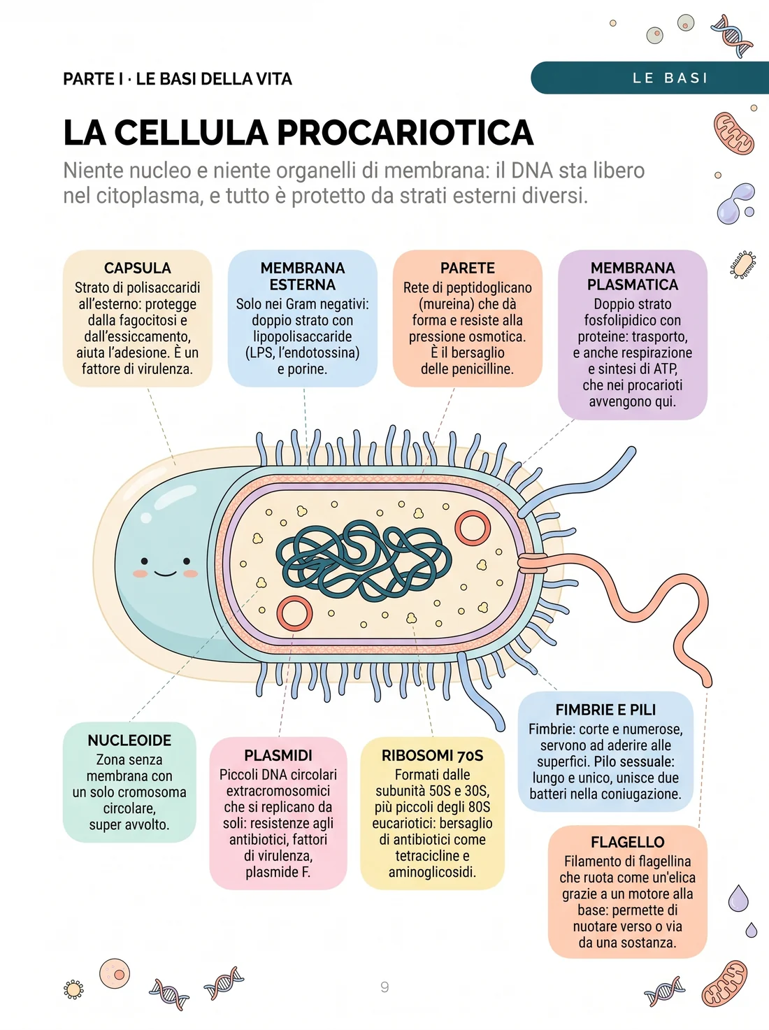 La cellula procariotica spiegata con le illustrazioni